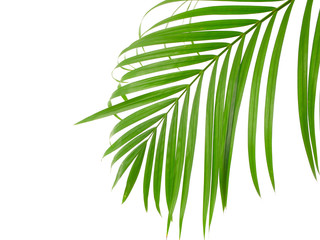 Tropical palm leaf on white background