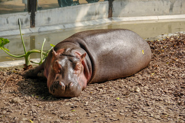 hippo laying down