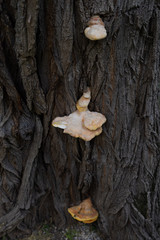 Mushroom growing on a tree