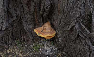 Mushroom growing on a tree