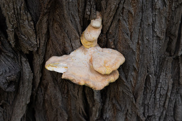 Mushroom growing on a tree