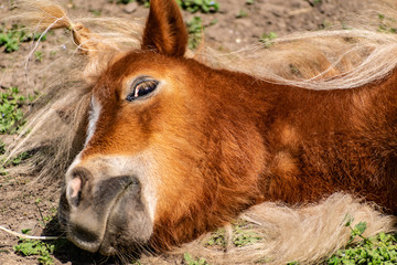 Shetland ponies, a squad of solipeds, the family horse. Dwarf breed of horses from Scotland....