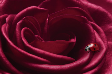 Ladybug on a red rose 