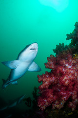Fototapeta na wymiar Banded hound shark swimming over red soft corals of Chiba, Japan underwater