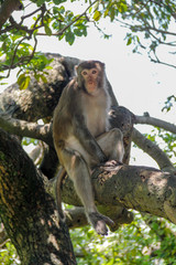 Naklejka na ściany i meble macaque in a tree hong kong