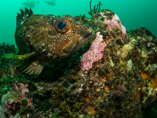 Close up Photo of a Cute Fish with Large Eyes in Green Ocean Waters in Chiba, Japan