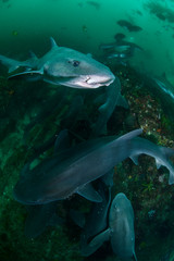 Closeup Photo of Banded Hound Shark in Green Ocean Water of Chiba Japan