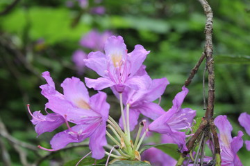 azalea