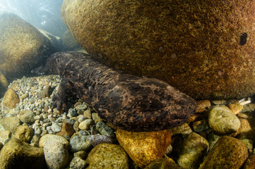 Japanese Giant Salamander Posing Underwater in a River of Gifu, Japan