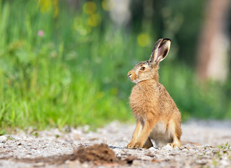 Zając szarak © Sporywildlife
