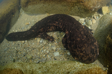 Japanese Giant Salamander Posing Underwater in a River of Gifu, Japan
