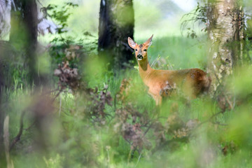 Sarna © Sporywildlife