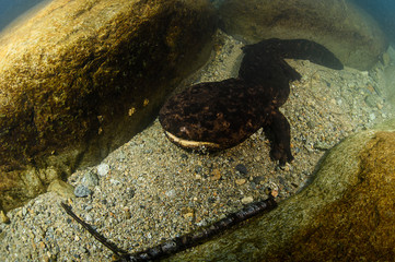 Obraz premium Japanese Giant Salamander Posing Underwater in a River of Gifu, Japan