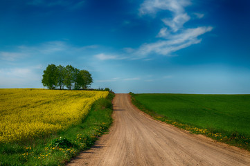 View along a farm road of flowering yellow canola