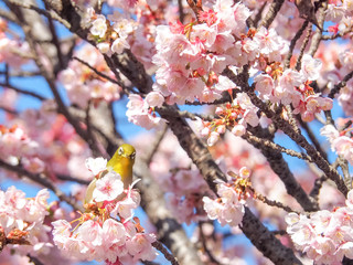 Japanese White-eye and Kawazu Cherry Blossom