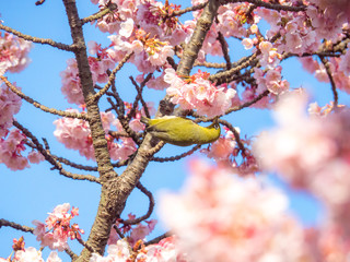 Japanese White-eye and Kawazu Cherry Blossom