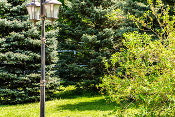 Very beautiful green trees, pines, blue spruce and hardwood, different shades of green. Saturated and bright. Landscape in the Rostov region. Walk in the fresh air in the forest. A warm Sunny day