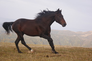 Fototapeta na wymiar horse, animal, grass, nature, brown, field, meadow, farm,