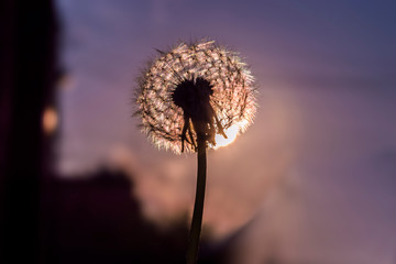 Dandelion at sunset photo. close up
