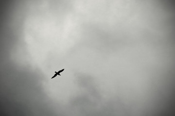 Seagull flying in the cloudy sky in black and white