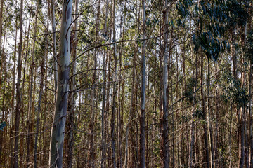 Obraz premium trees in the forest