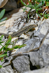a little lizard is sunbathing on a rock