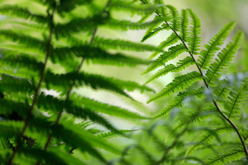 Close up makro Aufnahme von grünem Farn mit Farnwedel und Sporen im Licht