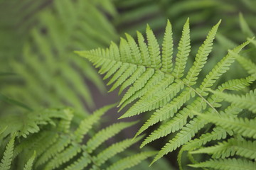 Close up makro Aufnahme von grünem Farn mit Farnwedel und Sporen