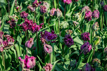 Fototapeta premium One of the world's largest flower gardens in Lisse, the Netherlands. Close up of blooming flowerbeds of tulips, hyacinths, narcissus