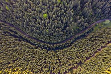 Green forests in Transylvania, top view.