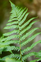 Close up makro Aufnahme von grünem Farn mit Farnwedel und Sporen