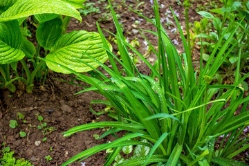 Bright green fresh grass with raindrops, growing in the garden. Spring nature.