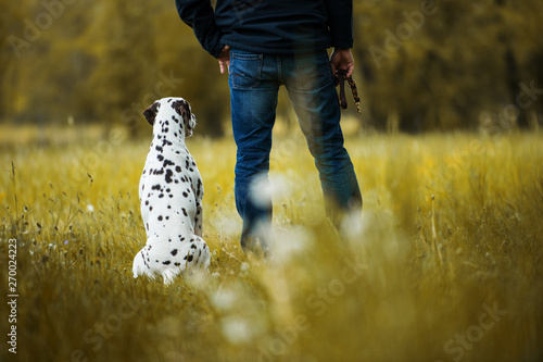 Dog Owner With Adult Dalmatian Dog In Nature Background