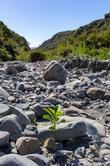 rocks on the dry river bed with small green plant