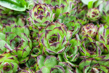 Sempervivum tectorum (common houseleek) , raindrops over plant in garden , spring season, closeup shoot