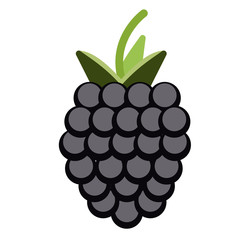 Blackberry flat illustration on white