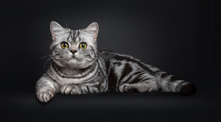 Sweet black silver tabby British Shorthair kitten, laying down side ways. Looking to camera with big round yellow / green eyes. Isolated on black background.