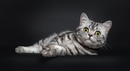 Sweet black silver tabby British Shorthair kitten, laying relaxed down side ways. Looking to camera with big round yellow / green eyes. Isolated on black background.