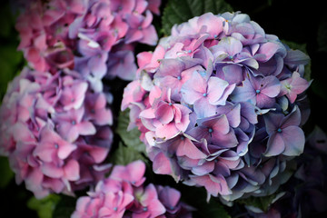 Obraz premium Hortensja (Hydrangea macrophylla) o różowych, niebieskich, fioletowych kwiatach