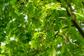 Fototapeta na wymiar Maple. Tree in the spring foliage, bright sunny day.