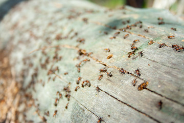 Many ants working together on fallen dry tree at sunny day un the forest close up. Macro ant. Group...