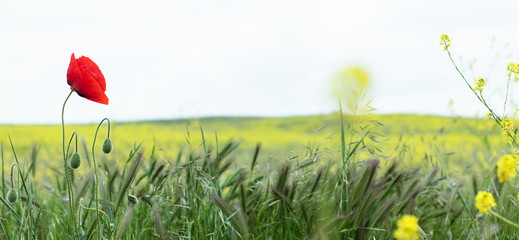 Red poppy spring field landscape. Close up background