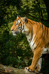 Fototapeta na wymiar Majestätischer Tiger steht auf einem Ast im Wald