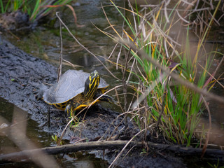 Cute little turtle in a marsh
