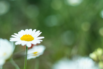 Chamomile flower and green grass. Natural background