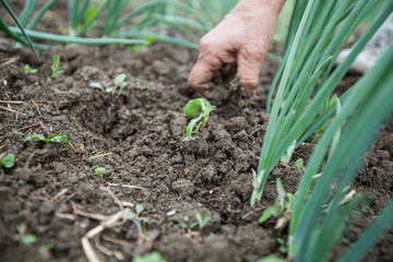 Female Farmers Hand Planting Small Plant In Organic Garden