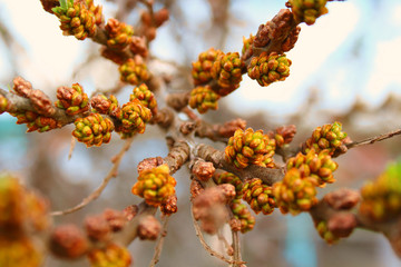 Blooming sea buckthorn in the garden. Close-up. Background.