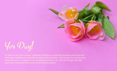 bouquet of delicate pink tulips on an isolated pink background, floristic floral arrangement of flowers on March 8th International Mother's Day background greeting card