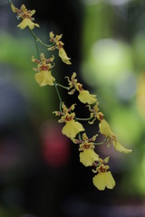 grapes on the vine