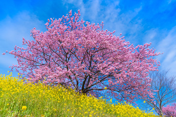 静岡県賀茂郡南伊豆町の河津桜　みなみの桜と菜の花まつり